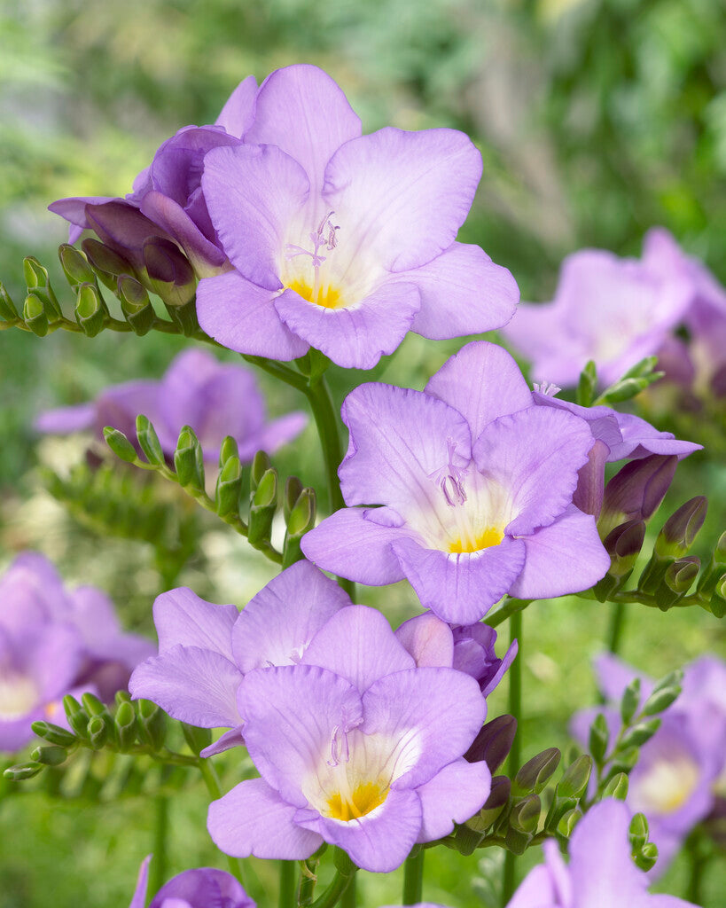 Freesia-Single Lilla 15-pakning